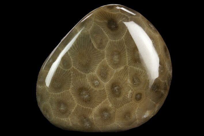 Polished Petoskey Stone (Fossil Coral) - Michigan #131049